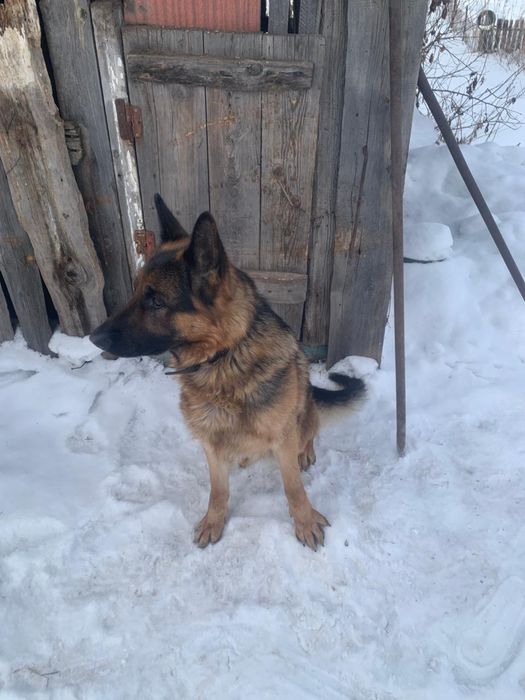 Продам щенят, мальчики 40к без документов. Девочки 30к