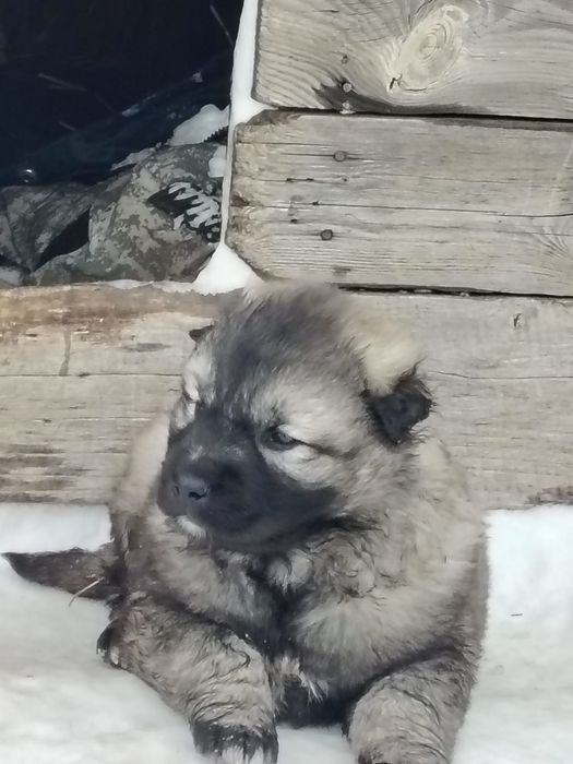 Продам щенков Кавказская овчарка