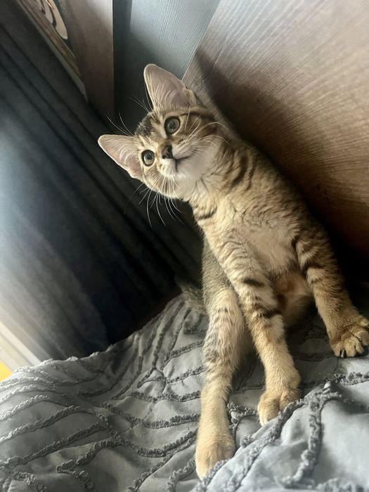 Дерзкие котята Чаузи