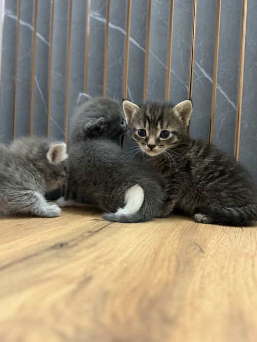 Котята скоттиш страйт