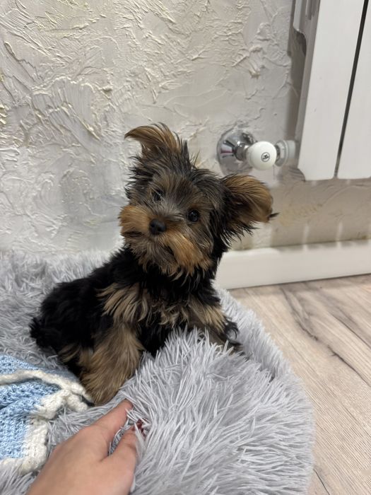 Йоркширский терьер щенок девочка