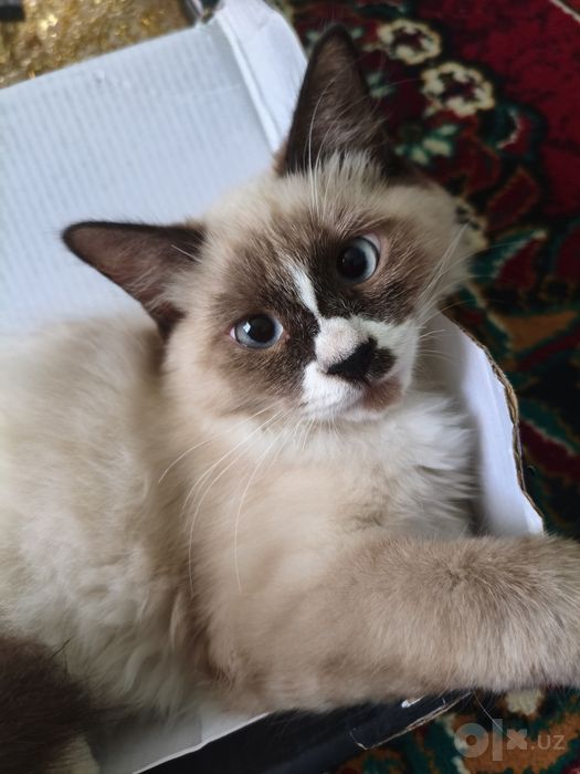 Ragdoll zotliy 4 oylik