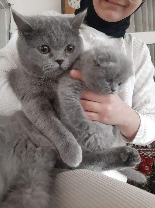 Скот ш фолт и страет