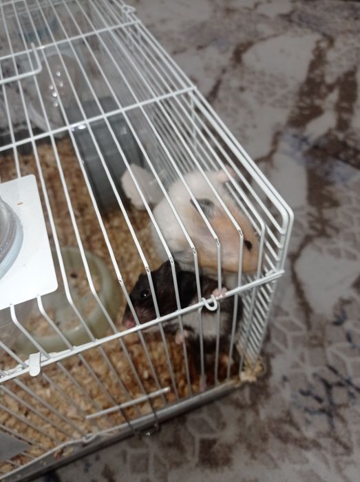 Продам двух хомяков с клеткой