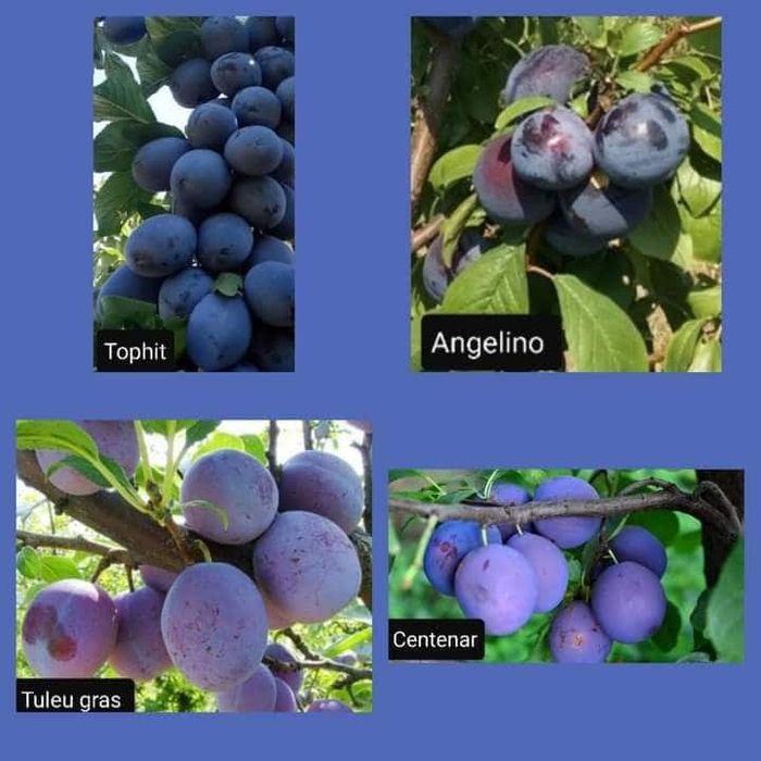 Vând Pomii Fructiferi Altoiți anul 2 si 3 direct de la PRODUCĂTOR