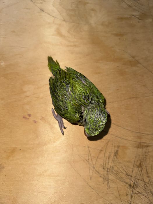 Ожереловый зелёный попугай продается