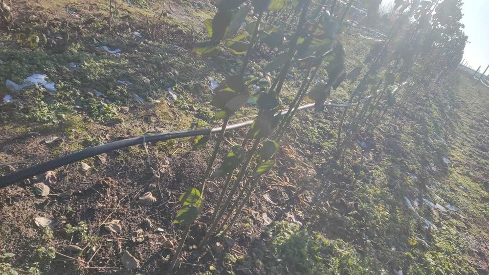 Folie de mulcire si furtun pentru irigatii prin picatura