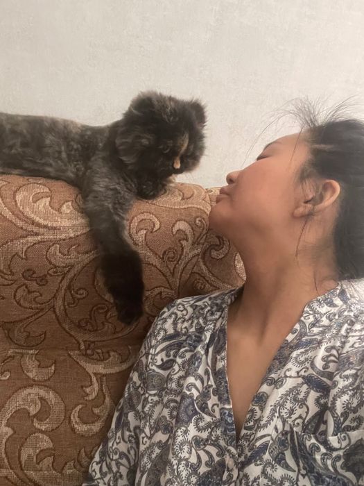 Отдам в добрые руки шотландскую вислоухую кошечку (трихколор)