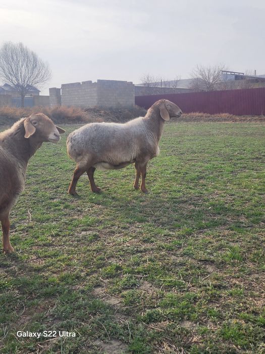 Арашан бугоз куйла сотилади