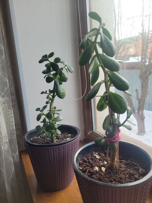 Комнатные цветы, денежные дерево