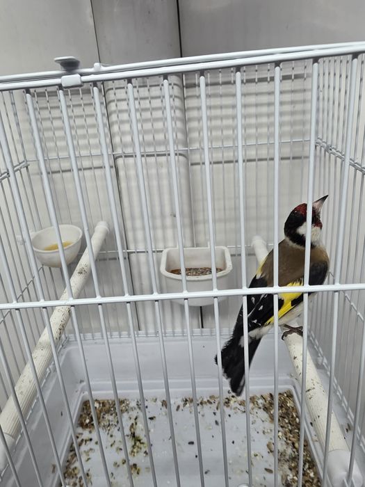 Сибиряк мальчики