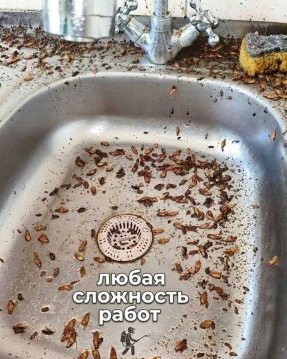 Дезинфекция! Клопы, тараканы, муравьи — решим проблему профессионально