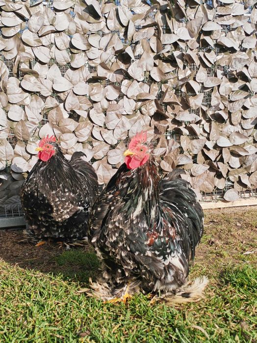 Vand cocos cochinchina pitic