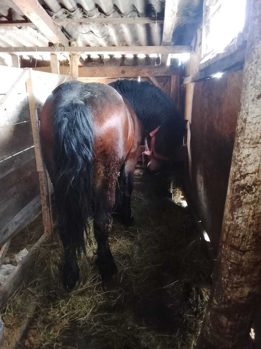 Vand sau schimb  manz de 2 ani