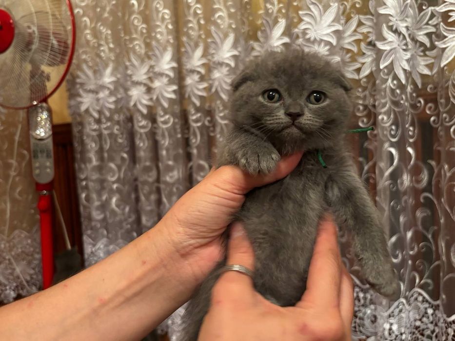 Продам семерых котят