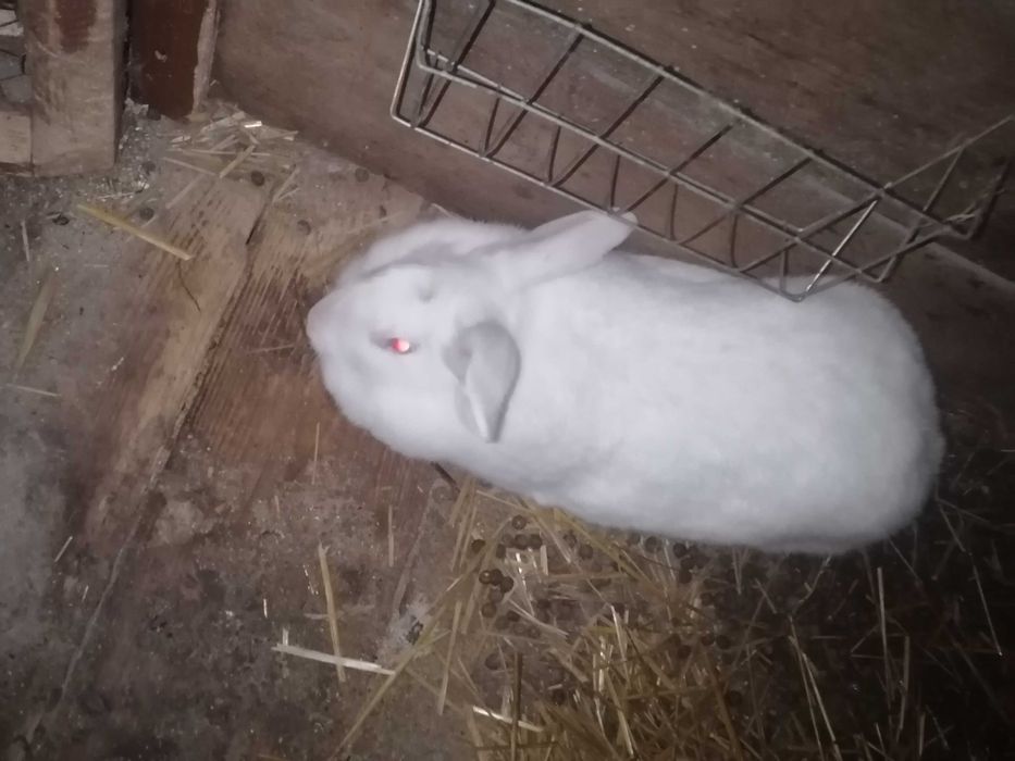 Vând iepuri HicoleFrancez