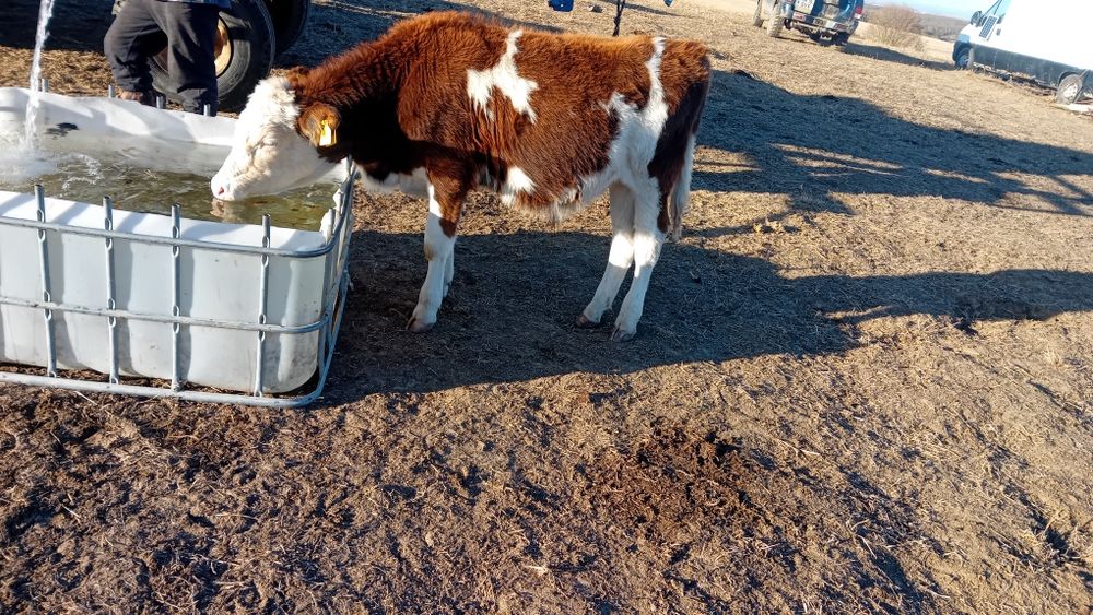 Tăuraș 150kg ...