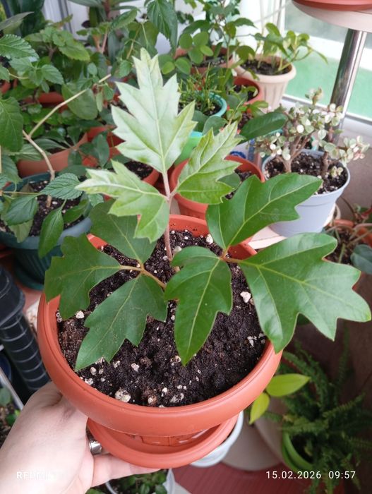 Продам цветы комнатные