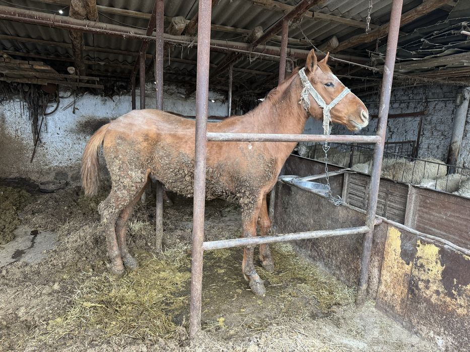 Продам лошадь. Жылқы сатамын құнан.