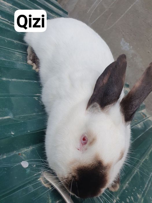 Kaliforniya / nzb quyon. Кролик калифорнийский