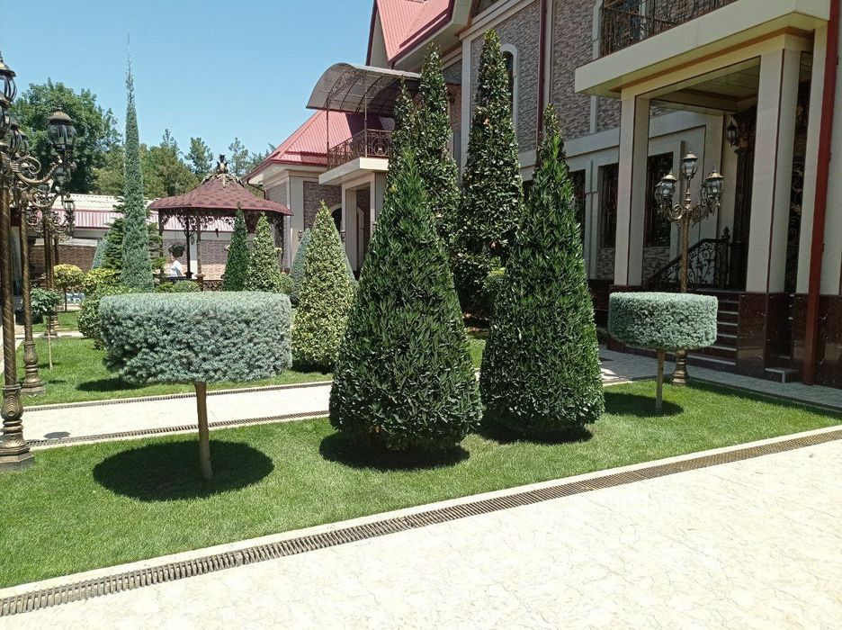 Газон ва гуллар.