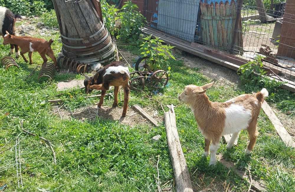 Vând capre, iezi și țapi