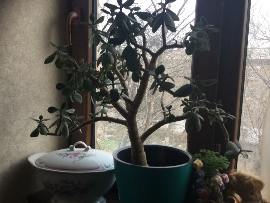 Денежное дерево продам