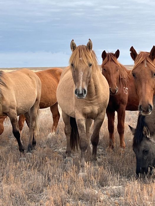 Айғыр сатылады. 2022 жылғы.