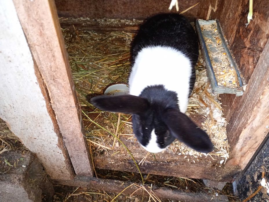 Iepuri adulti si tineret