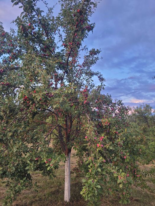 Prune de Lapugiu de Sus