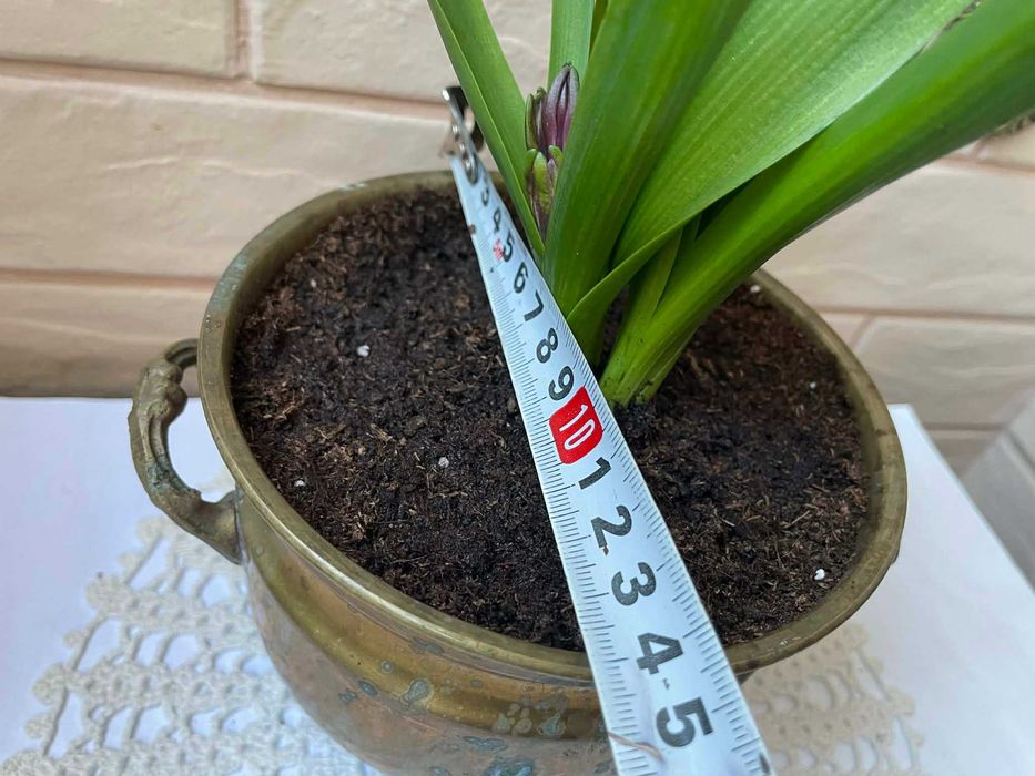 Красива месингова кашпа от Англия със зюмбюл