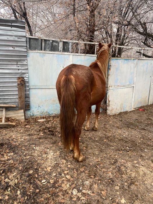 Бие 5 жасар буаз