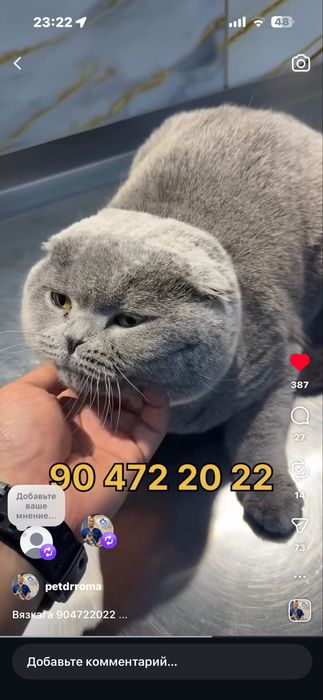 вязкага скотиш фолд тоза парода соглом