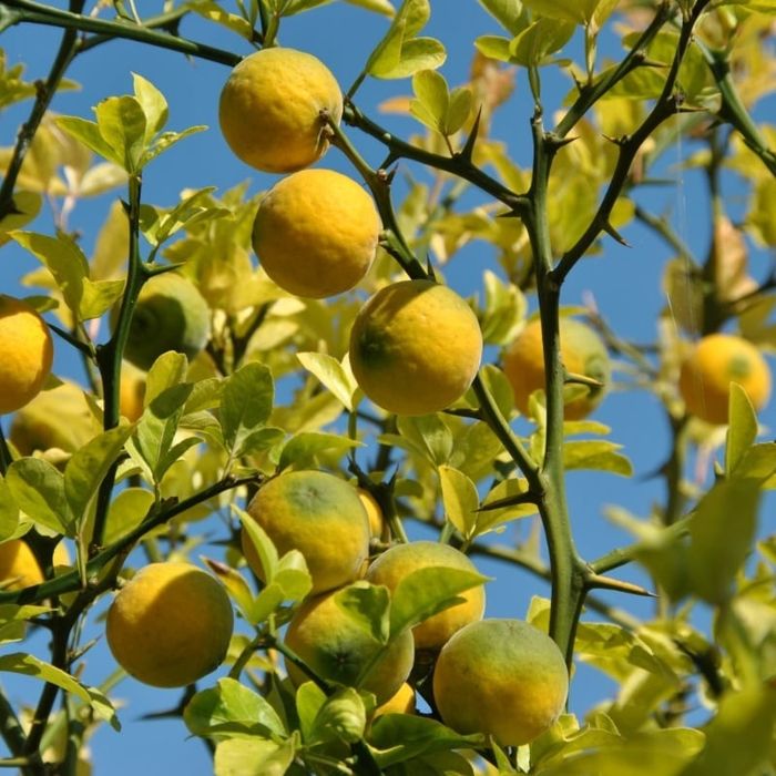 Lamai De Gradina Trifoliat