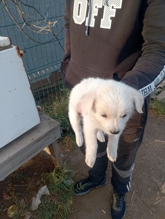 Щенок 2 месяца в добрые руки