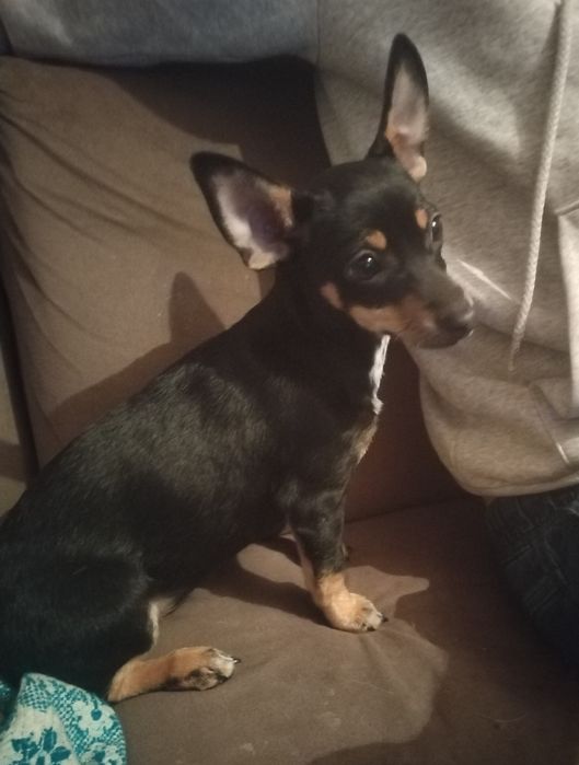 Черен женски пинчер на 3 месеца