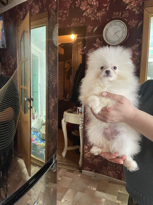 Щенки шпица