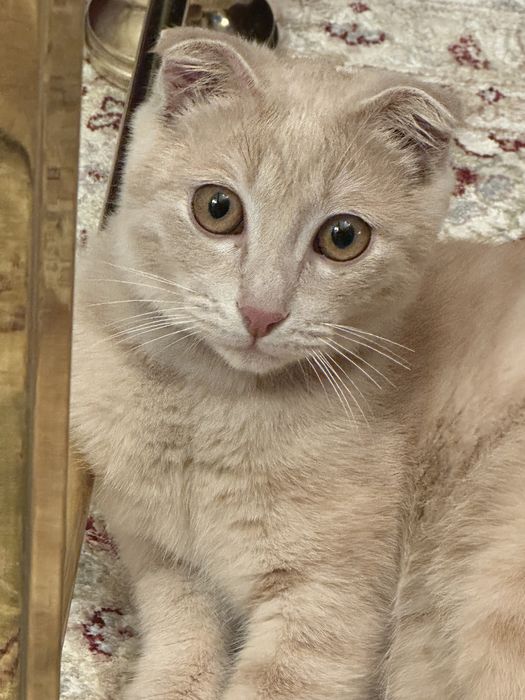 Котенок вислоухий