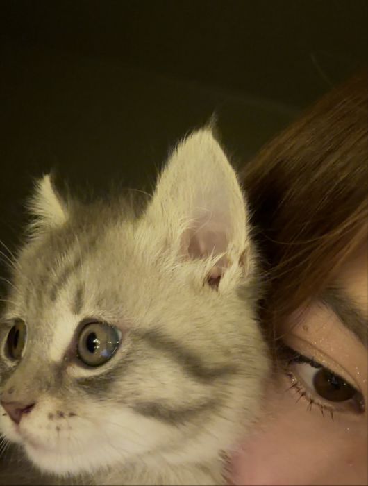 Кошка в добрые руки