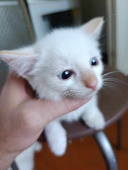 Отдам котят ( кошечек) в добрые руки