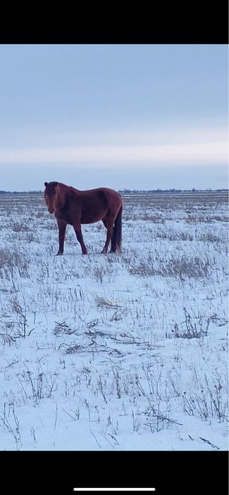 Айгыр сатылады кан ауыстыру максатында
