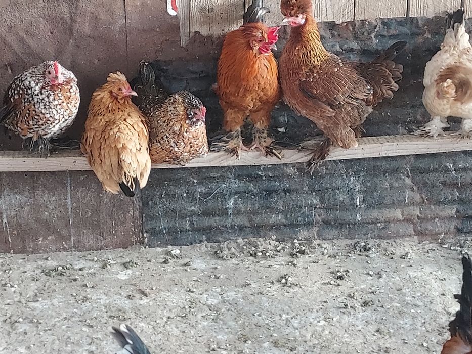 Găinile și cocoșei de vânzare