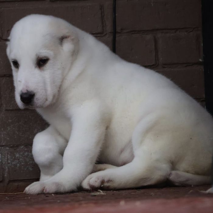 Щенки САО Алабая