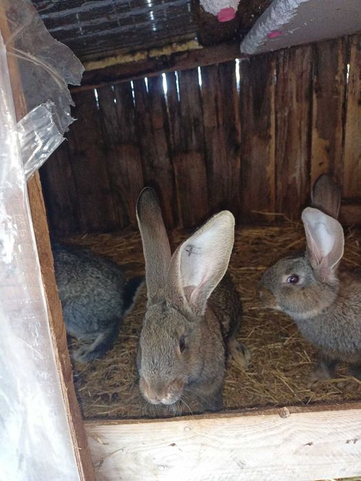 Tineret uriaș german disponibil