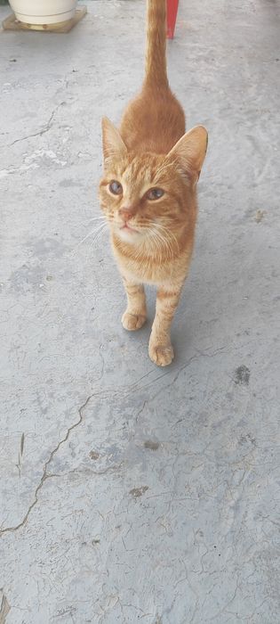 Отдам кота в добрые руки
