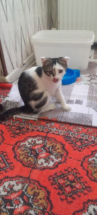 Мушук болалари 2 ойлик. Шотланд парода