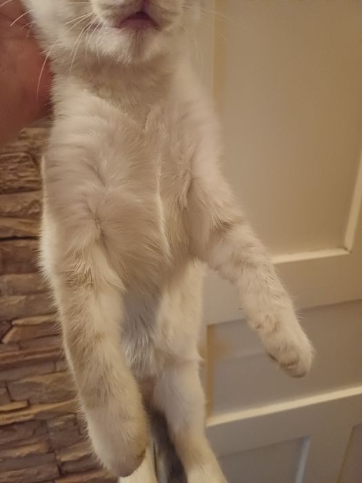 Отдам котят даром