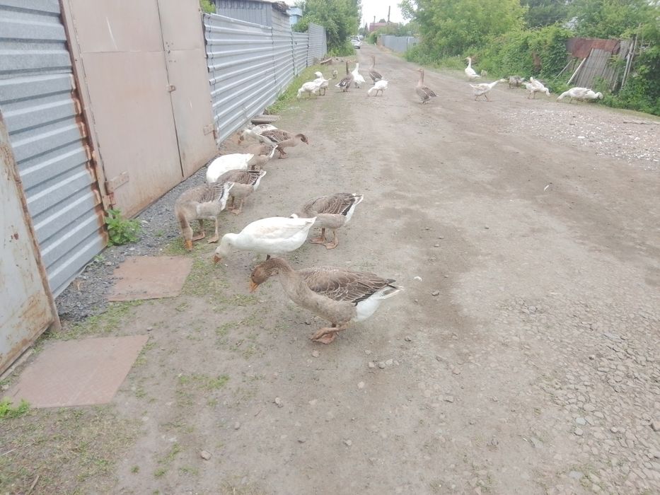 Продам продам гусят