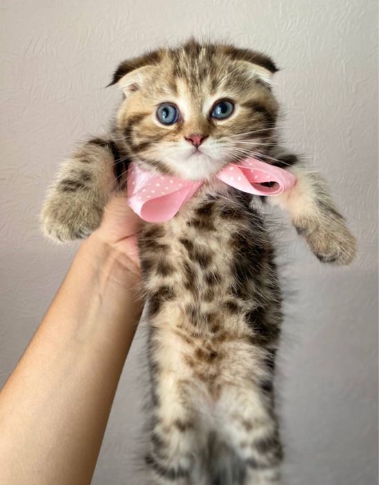 Котенки Золотая Шиншилла Приучены к лотку