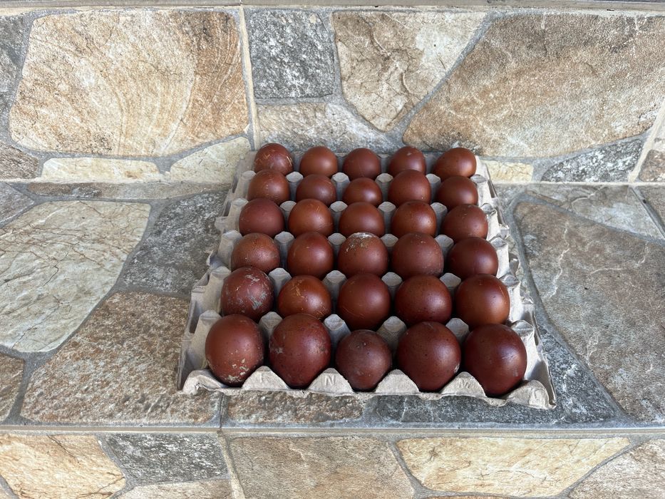 Oua Marans negru aramiu